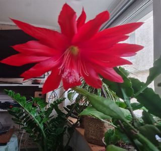 Plant Epiphyllum disocactus ackermannii-fleurs rouges